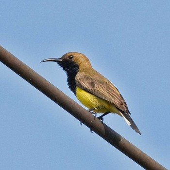 Ornate Sunbird Khao Chi Hon No Hunting Wildlife Area  Thu, 2/2/2023