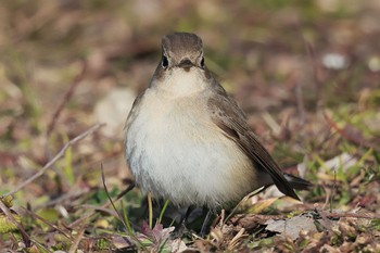 Red-breasted Flycatcher まつぶし緑の丘公園 Sat, 2/4/2023