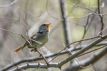 Japanese Bush Warbler Akashi Park Fri, 4/13/2018