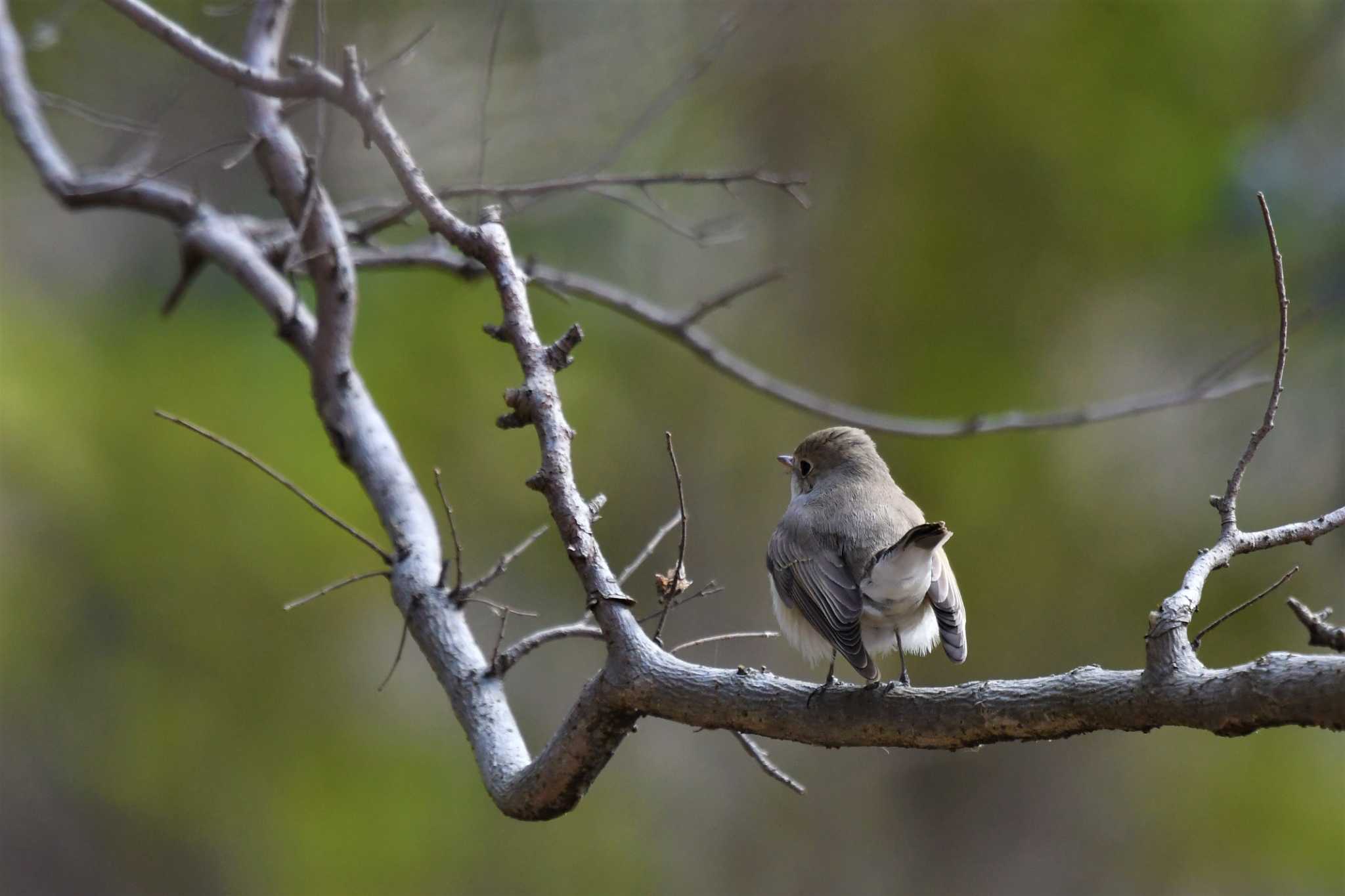 Photo of Red-breasted Flycatcher at 埼玉県 by こつめ