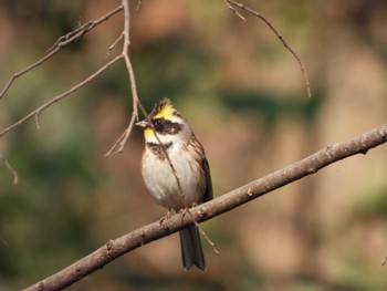 2023年2月8日(水) 秋ヶ瀬公園の野鳥観察記録