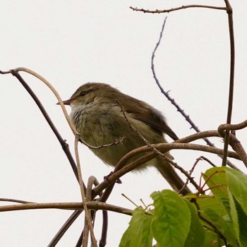 Japanese Bush Warbler 奈良市水上池 Mon, 4/16/2018