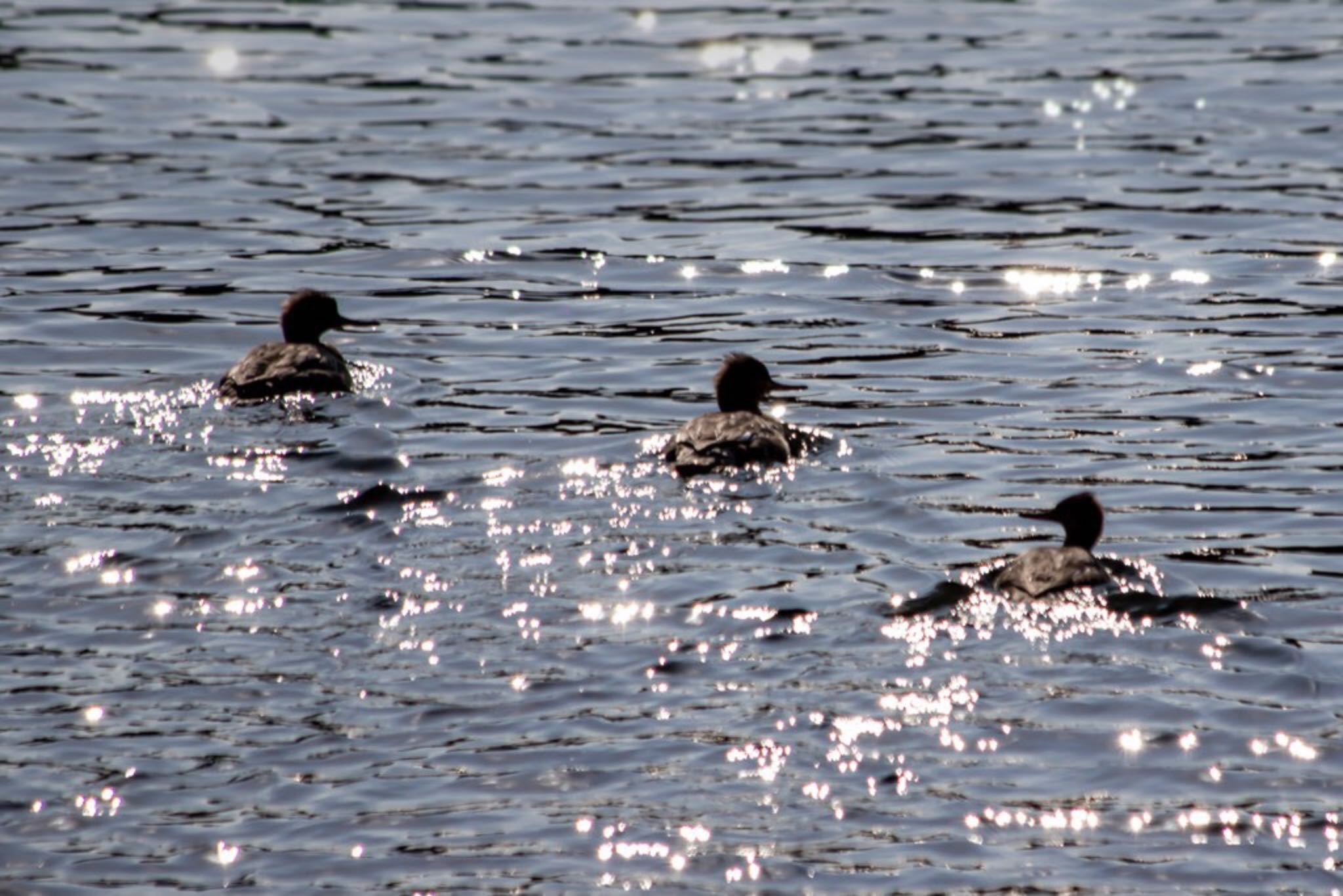 Photo of Red-breasted Merganser at 山口県下松市末武川 by たけ隊長