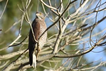 Grey-faced Buzzard 金武町田いも畑(沖縄県) Tue, 1/10/2023