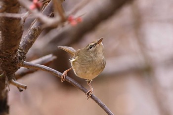 Japanese Bush Warbler じゅん菜池緑地(千葉県) Wed, 2/8/2023