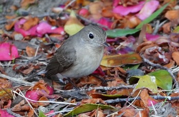 2023年2月8日(水) 大阪城公園の野鳥観察記録