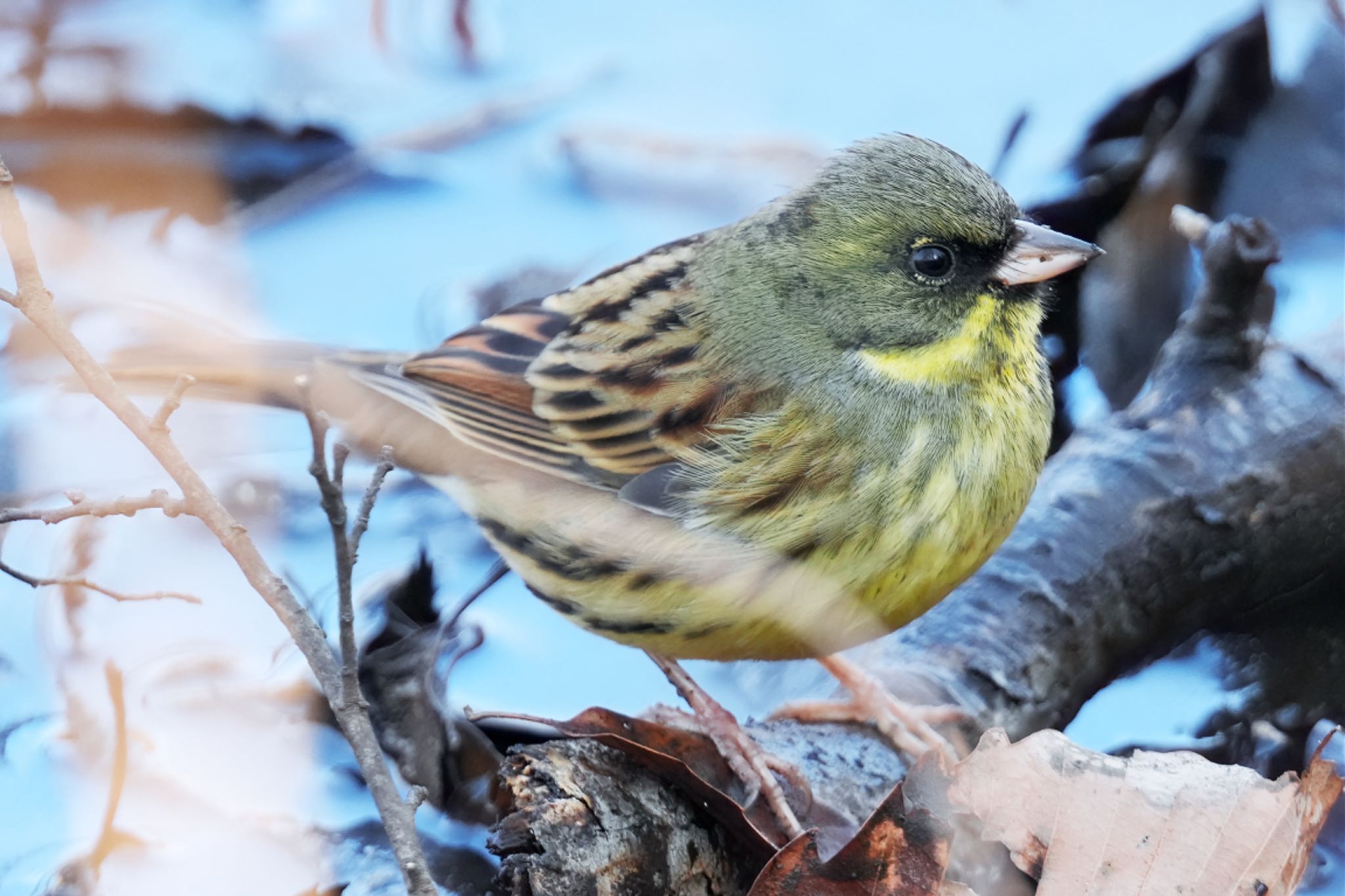 Photo of Masked Bunting at Kitamoto Nature Observation Park by アポちん