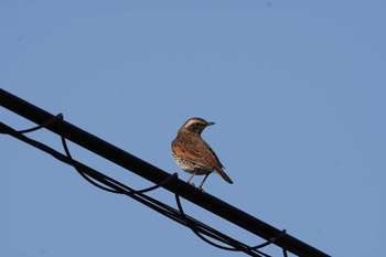 Dusky Thrush 倉敷市林 Wed, 2/8/2023