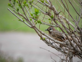 White-browed Laughingthrush 波志江沼環境ふれあい公園 Tue, 4/17/2018