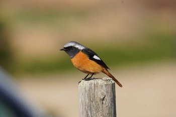 Daurian Redstart 倉敷市林 Wed, 2/8/2023