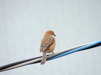 Bull-headed Shrike 習志野市内 Wed, 2/8/2023