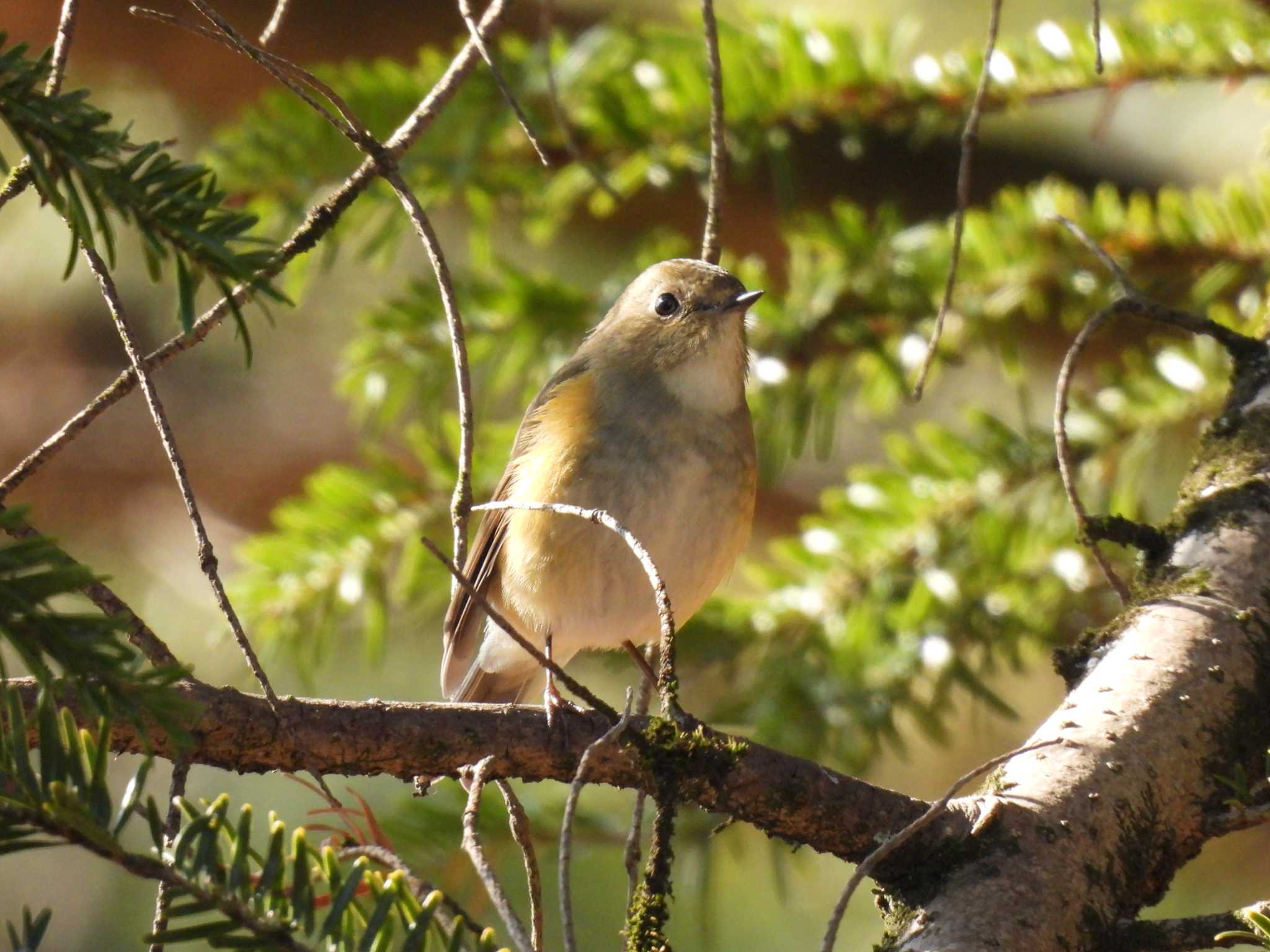 愛知県森林公園 ルリビタキの写真 by トランキーロ