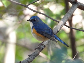 Red-flanked Bluetail 愛知県森林公園 Wed, 2/8/2023