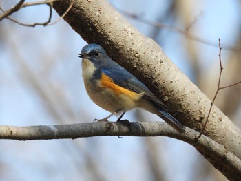 Red-flanked Bluetail 愛知県森林公園 Wed, 2/8/2023