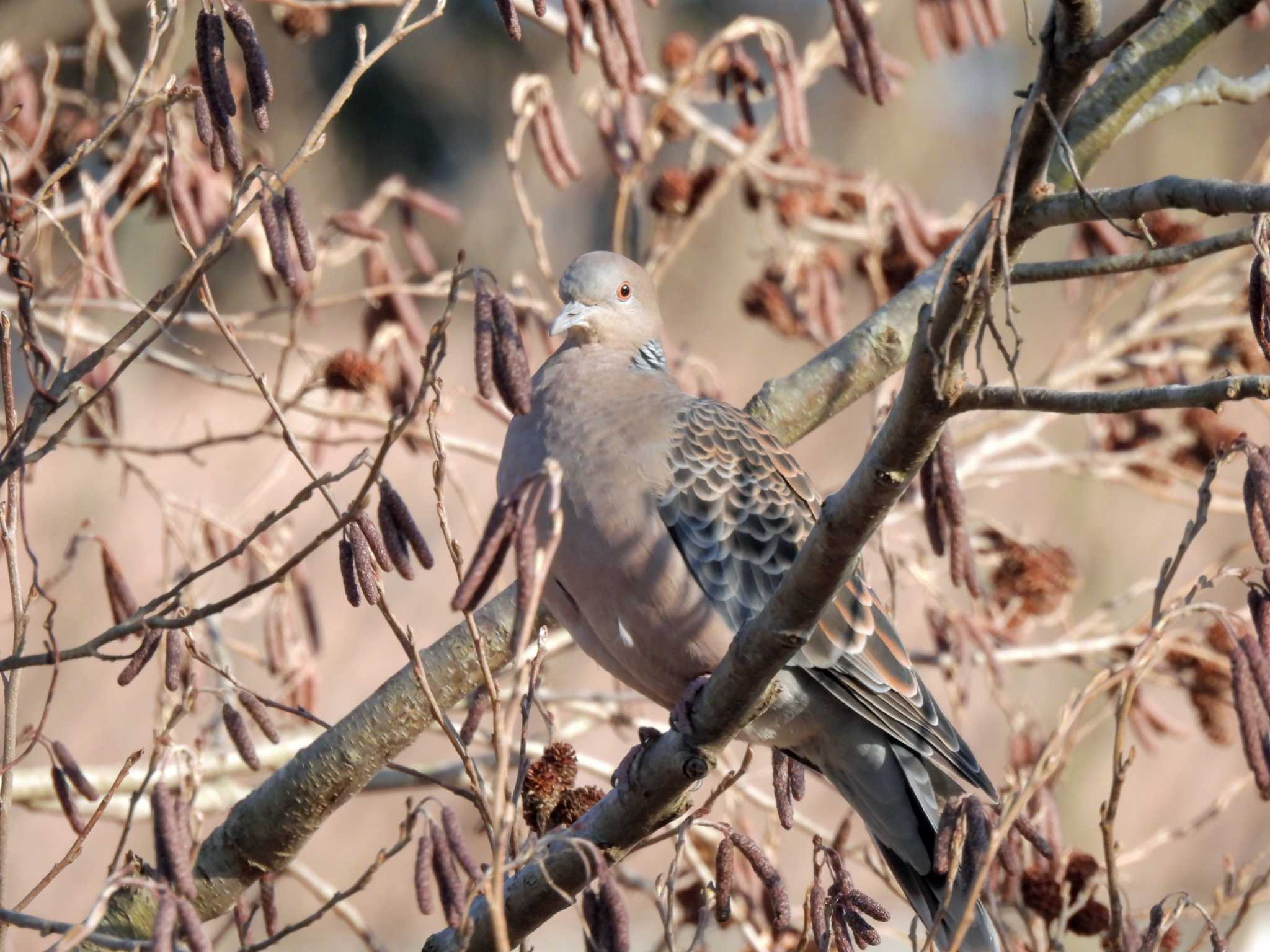 実籾本郷公園 キジバトの写真 by ごろぞー