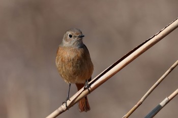 Daurian Redstart Kitamoto Nature Observation Park Sat, 2/4/2023