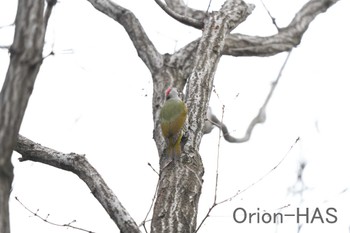 Japanese Green Woodpecker 東京都多摩地域 Wed, 2/8/2023