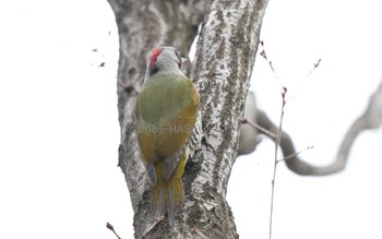 Japanese Green Woodpecker 東京都多摩地域 Wed, 2/8/2023