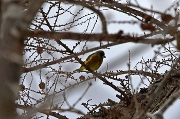 Grey-capped Greenfinch 藻岩山 Unknown Date