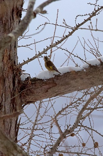 2023年2月8日(水) 藻岩山の野鳥観察記録