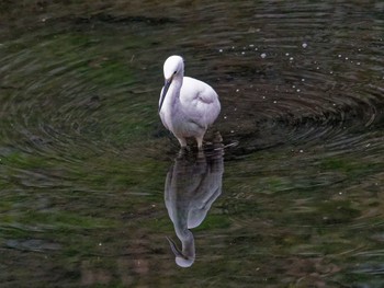 2023年2月8日(水) 横浜市立金沢自然公園の野鳥観察記録