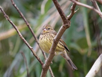 2023年2月8日(水) 氷取沢市民の森の野鳥観察記録