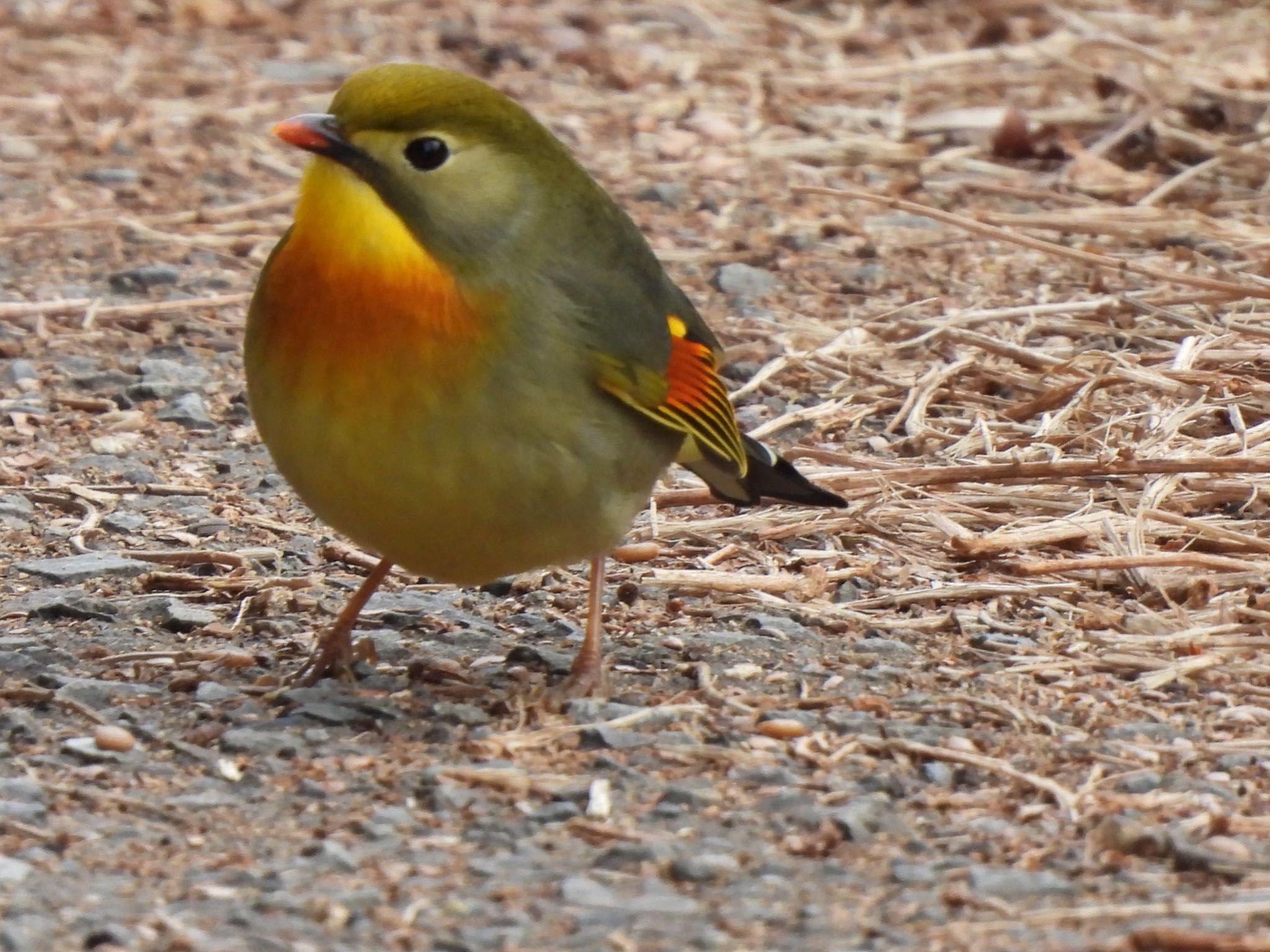 Photo of Red-billed Leiothrix at 初谷川 by amy