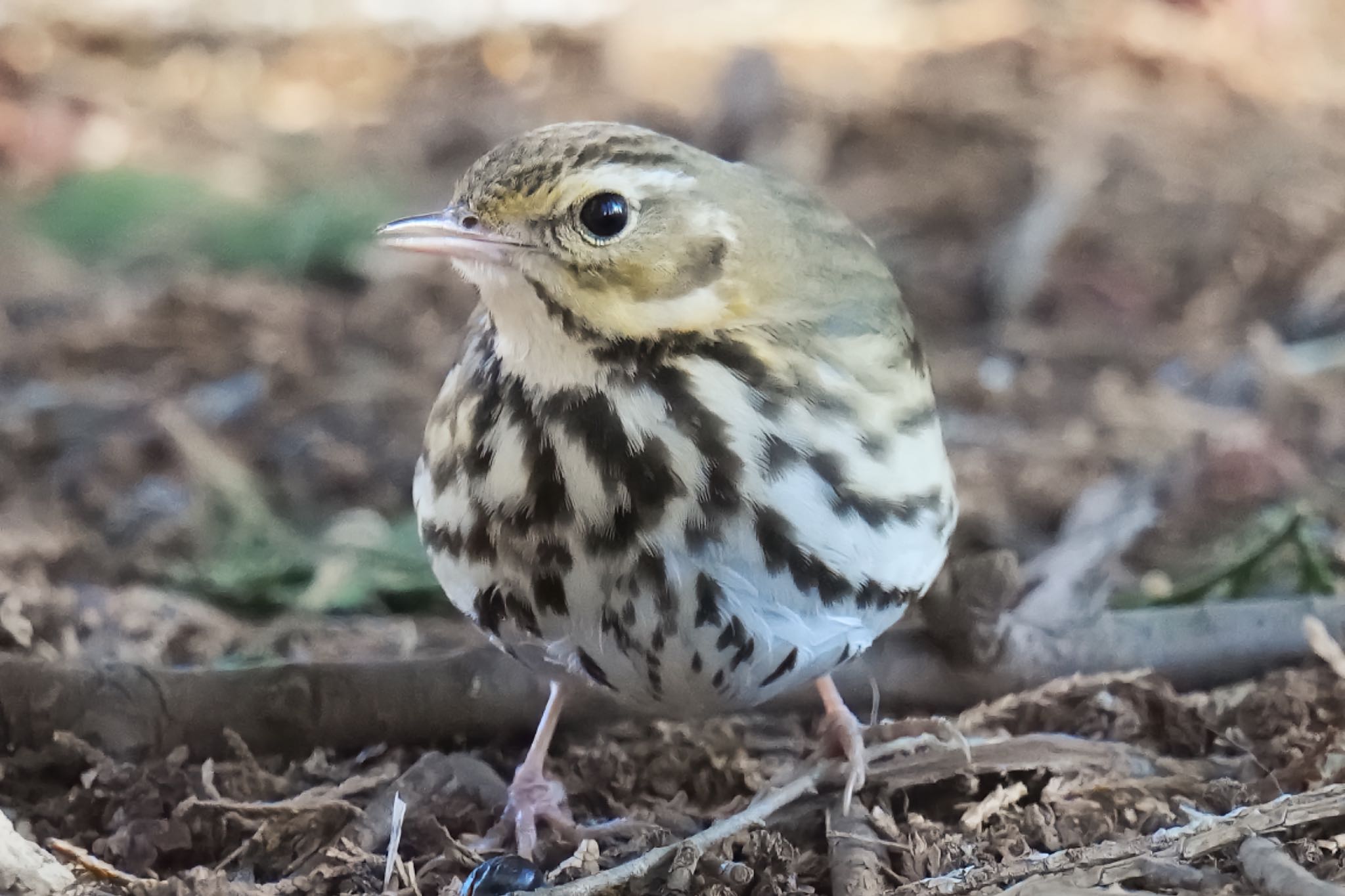 Photo of Olive-backed Pipit at Hikarigaoka Park by アポちん