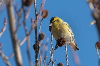 2023年2月5日(日) 六甲山の野鳥観察記録