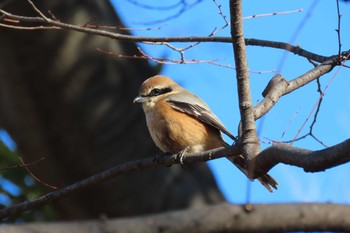 Bull-headed Shrike 東京都北区 Sun, 1/29/2023