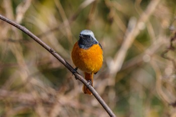 Daurian Redstart 坂戸市 Tue, 1/24/2023