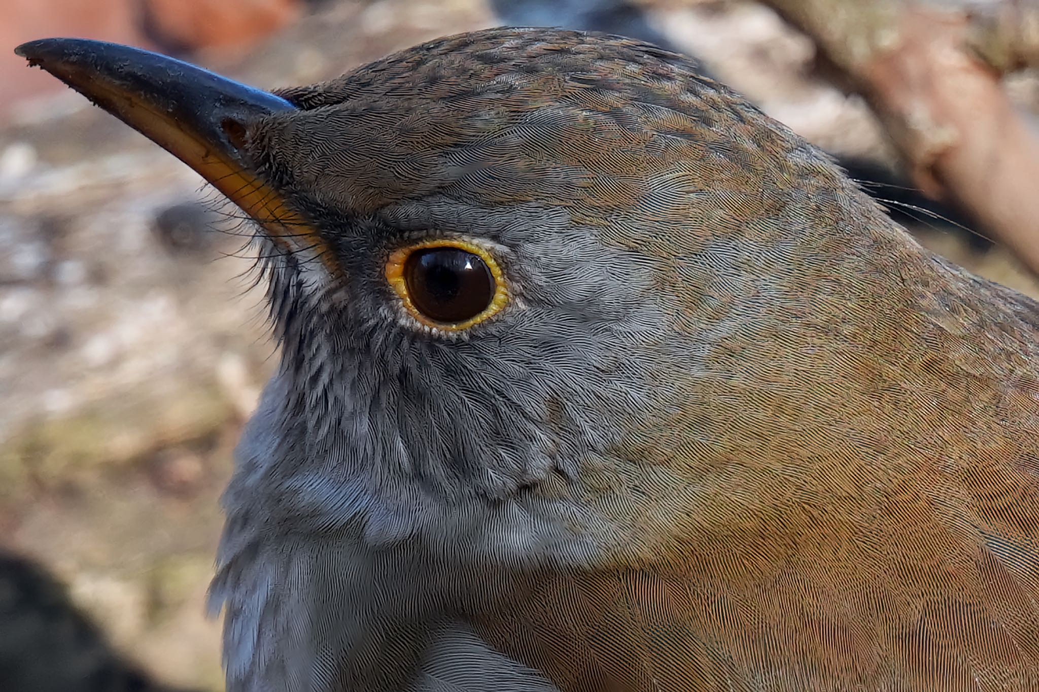 Photo of Pale Thrush at Kitamoto Nature Observation Park by アポちん