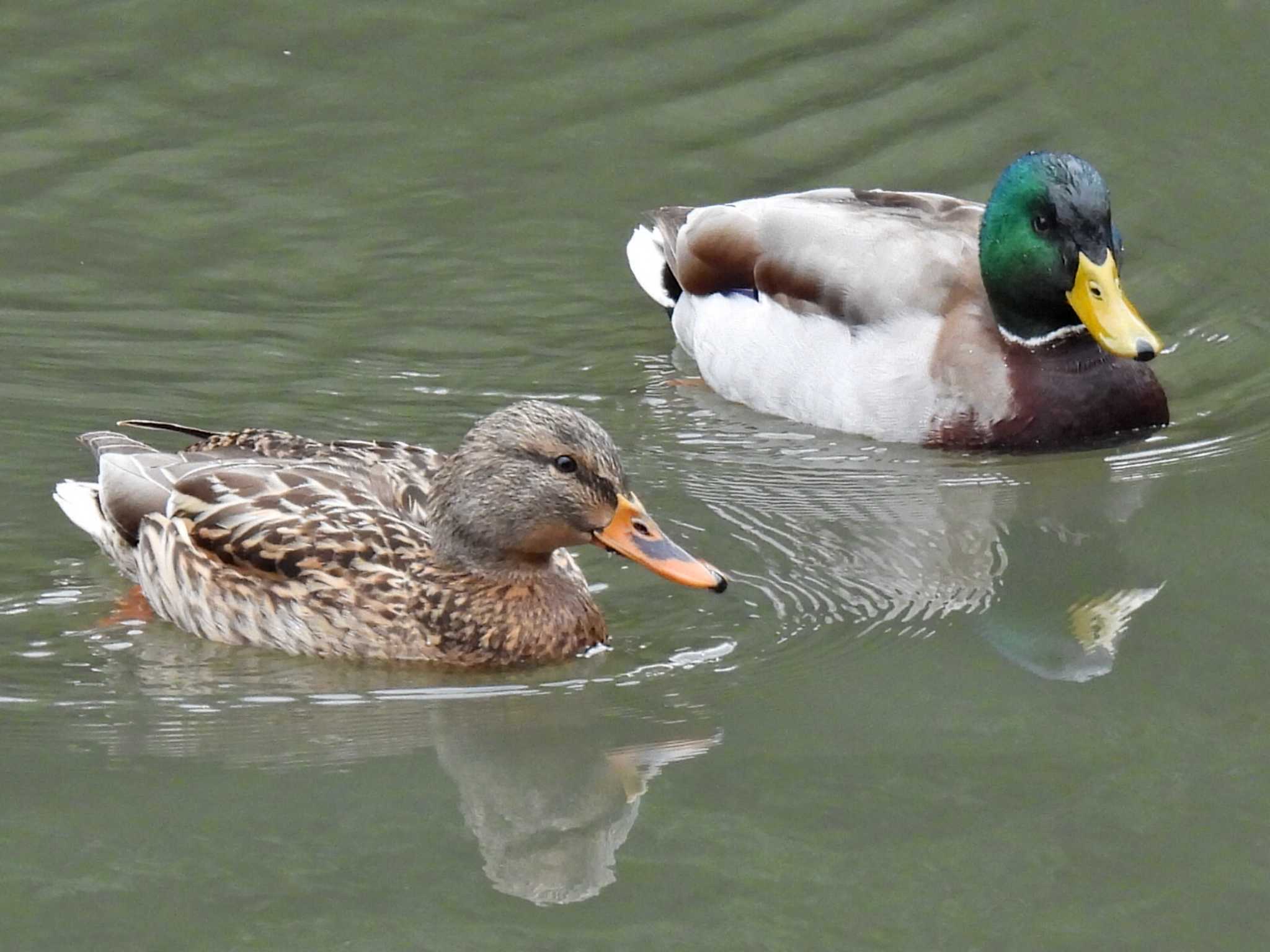 可児やすらぎの森 マガモの写真 by 寅次郎