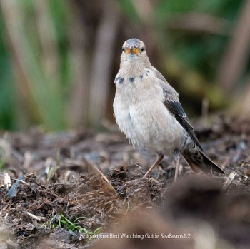 Rosy Starling Ishigaki Island Mon, 1/2/2023