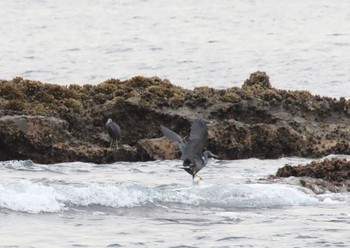 クロサギ 江ノ島 2023年2月7日(火)