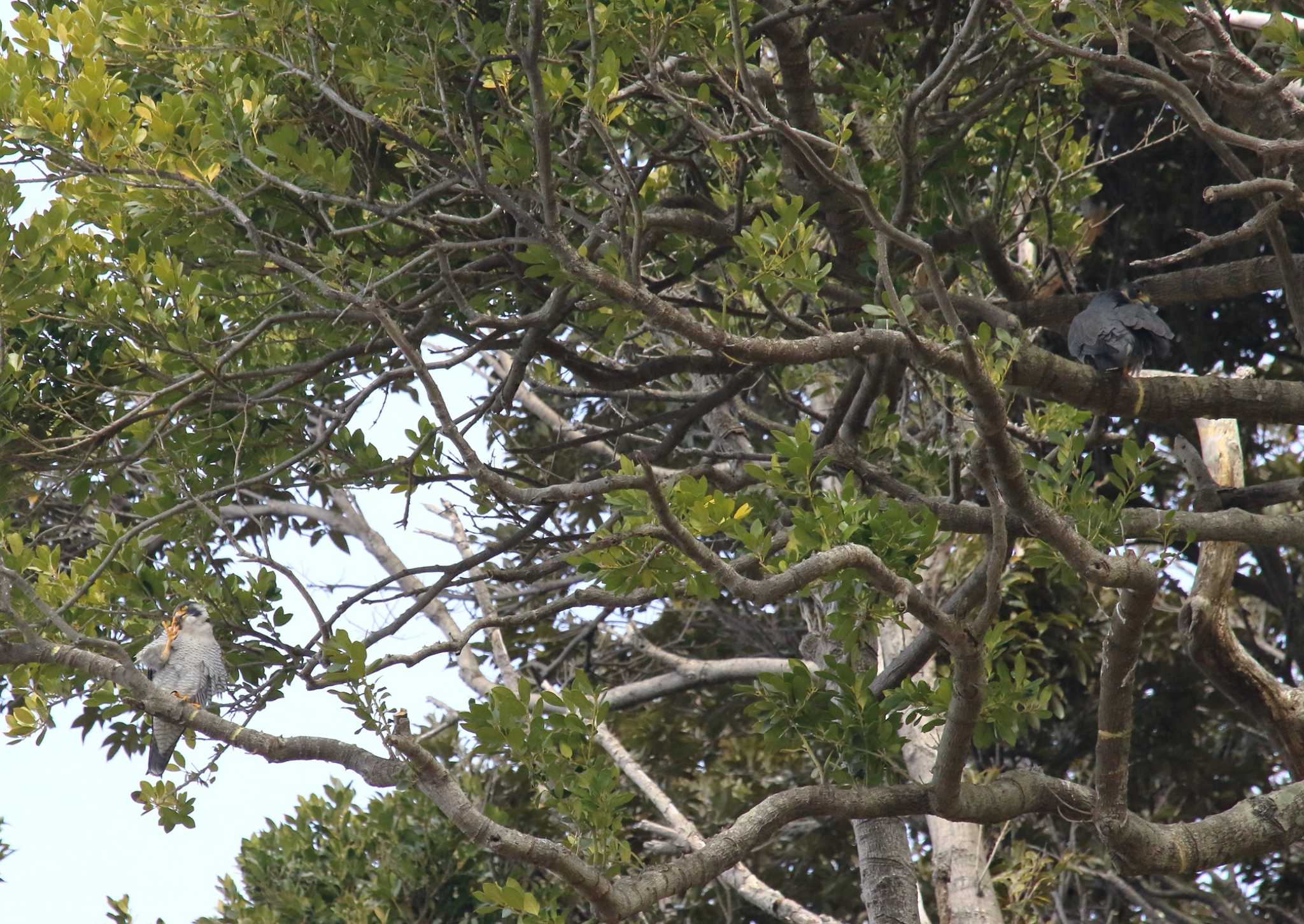 Photo of Peregrine Falcon at 江ノ島 by コジ