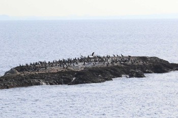 Japanese Cormorant 江ノ島 Tue, 2/7/2023