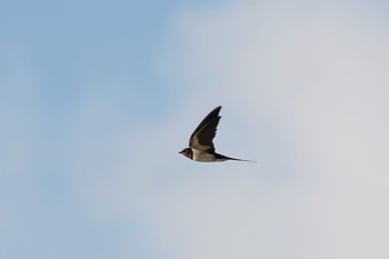 Barn Swallow 神奈川県 Mon, 4/16/2018