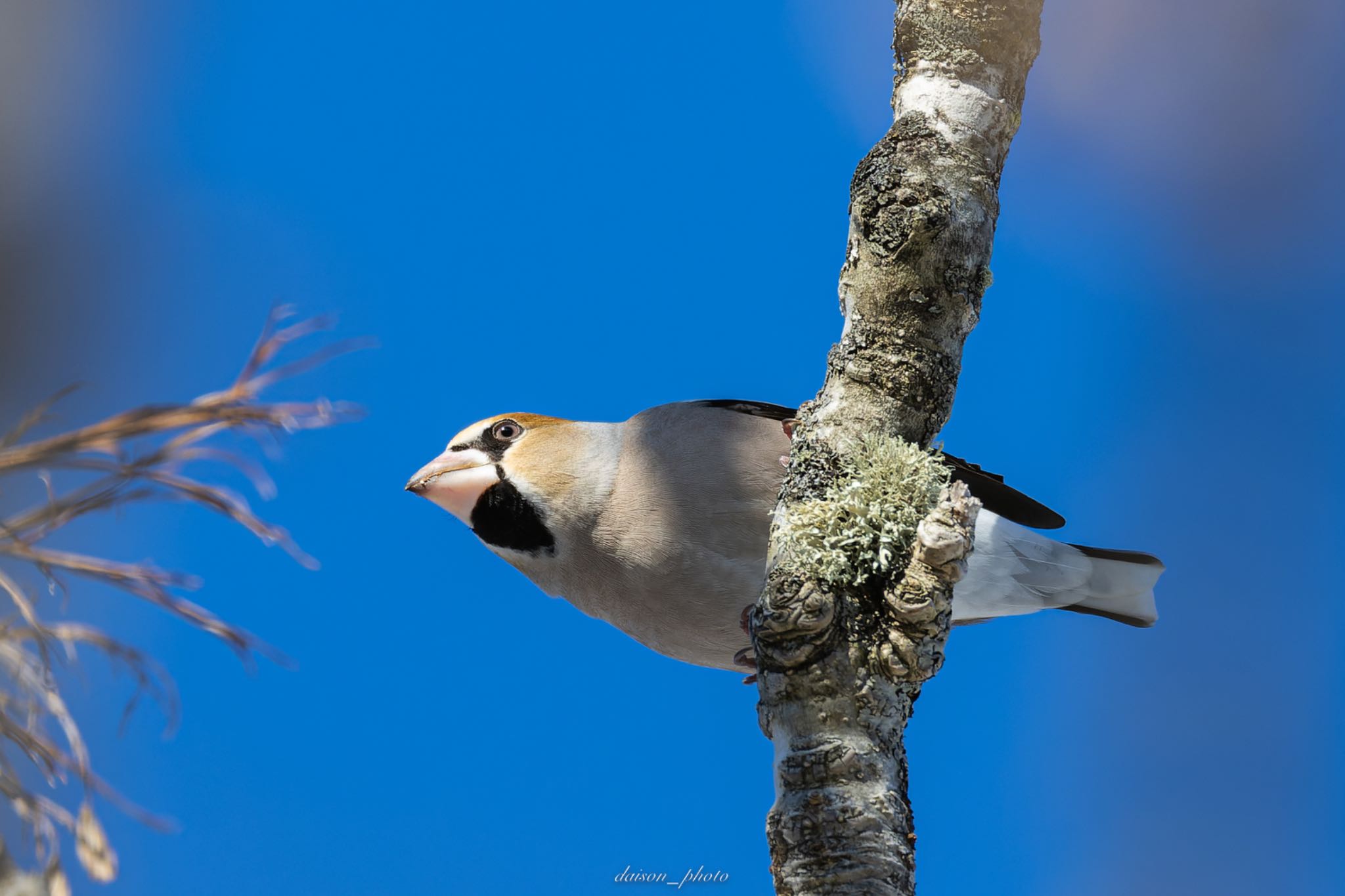 Hawfinch