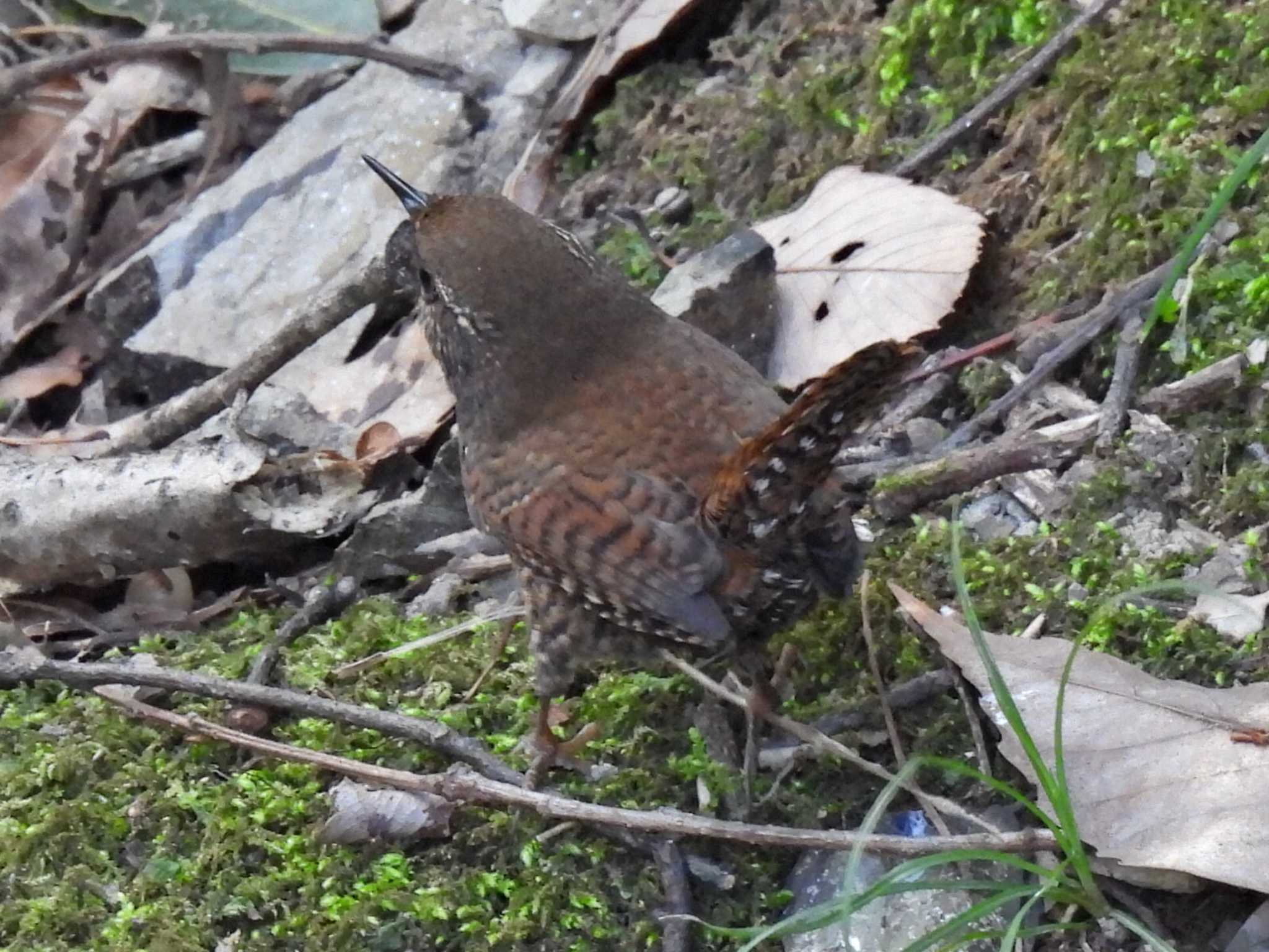 Photo of Eurasian Wren at 可児やすらぎの森 by 寅次郎