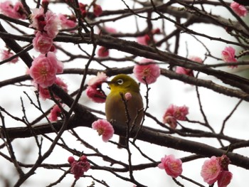 メジロ 洗足池(大田区) 2023年2月8日(水)