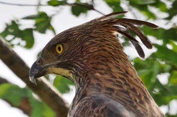 Changeable Hawk-Eagle Sri Lanka Tue, 1/24/2023