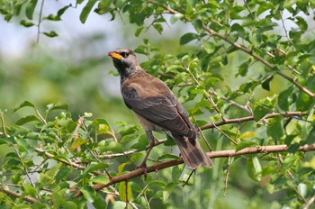 Rosy Starling Sri Lanka Tue, 1/24/2023