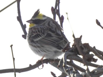 2023年2月5日(日) 自宅近くの野鳥観察記録