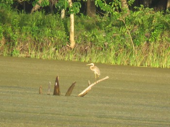 Purple Heron ミンダナオ島 Sun, 3/18/2018