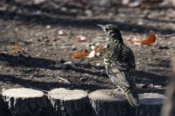 White's Thrush 武田の杜 Wed, 2/8/2023