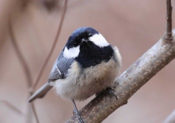 Coal Tit Saitama Prefecture Forest Park Wed, 2/8/2023