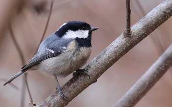 Coal Tit Saitama Prefecture Forest Park Wed, 2/8/2023