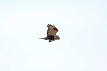 2018年2月18日(日) 渡良瀬遊水地の野鳥観察記録