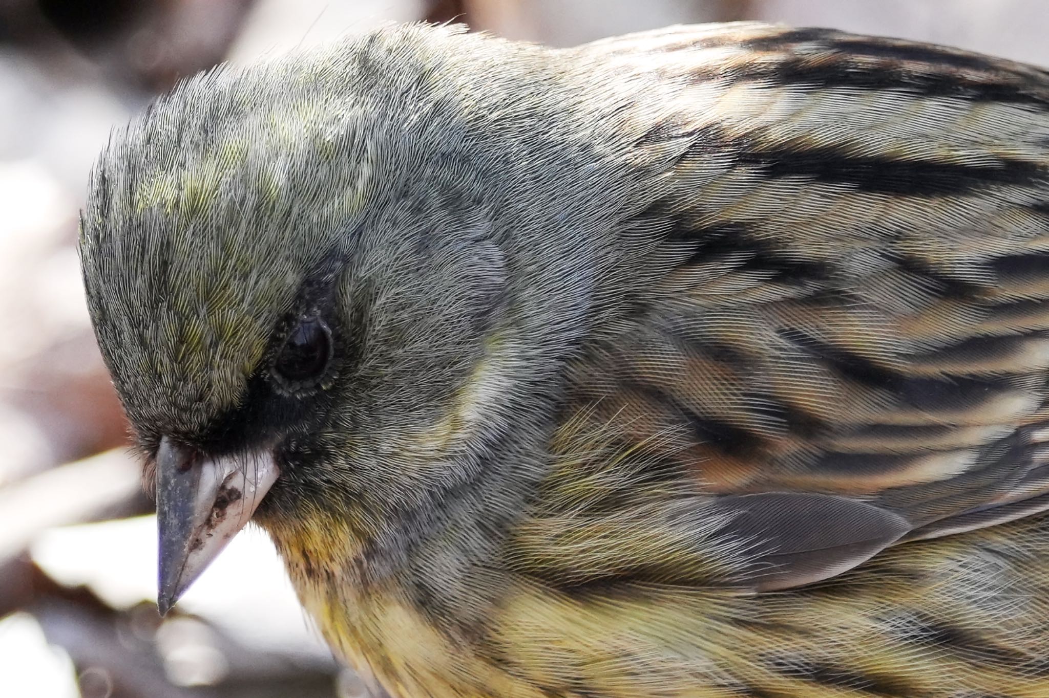 Photo of Masked Bunting at Kitamoto Nature Observation Park by アポちん